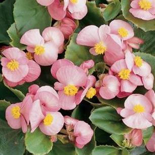 Begonia Harmony Super Olympia